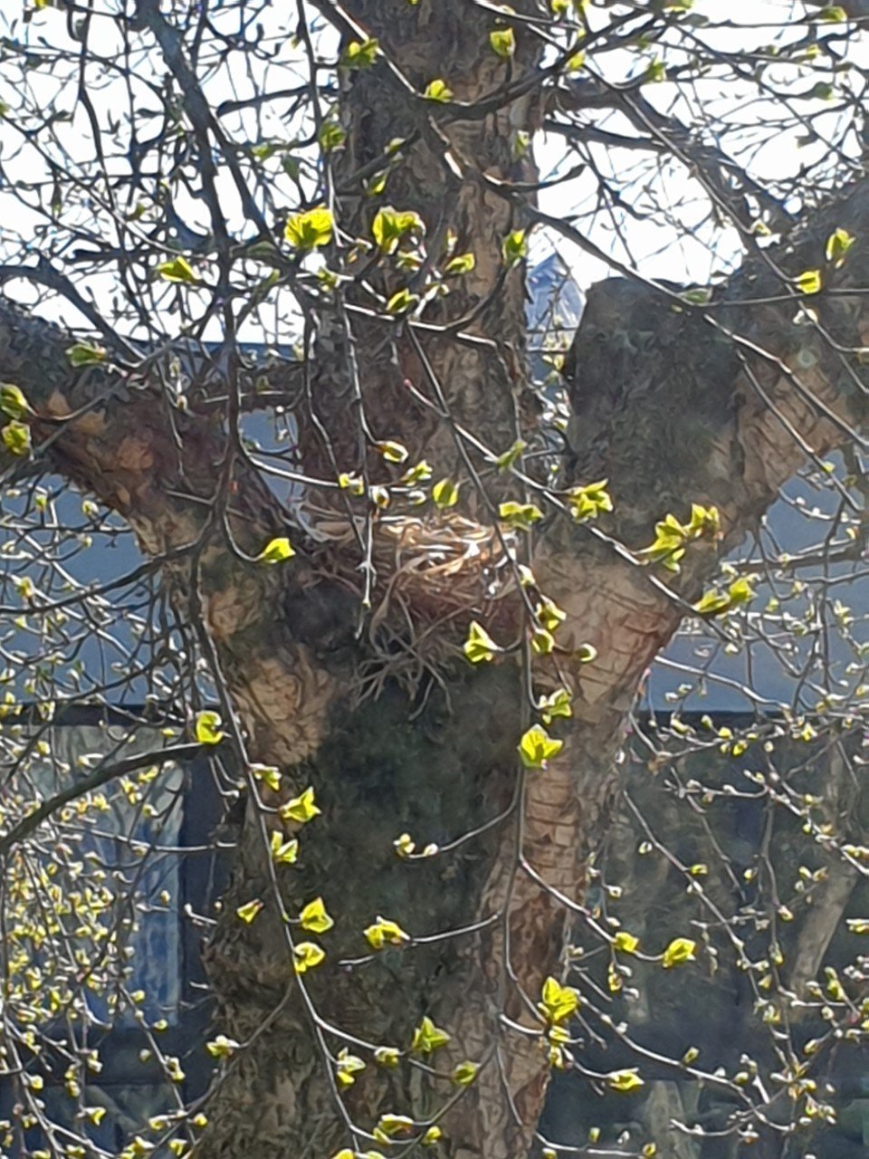 Hreiður í Útgarði