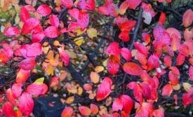 Skólinn lokaður 24. og 25. október