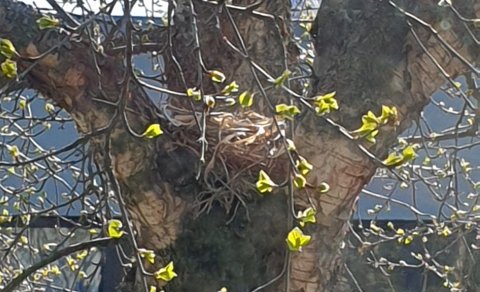 Hreiður í Útgarði